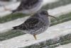 Purple Sandpiper at Southend Pier (Steve Arlow) (59669 bytes)